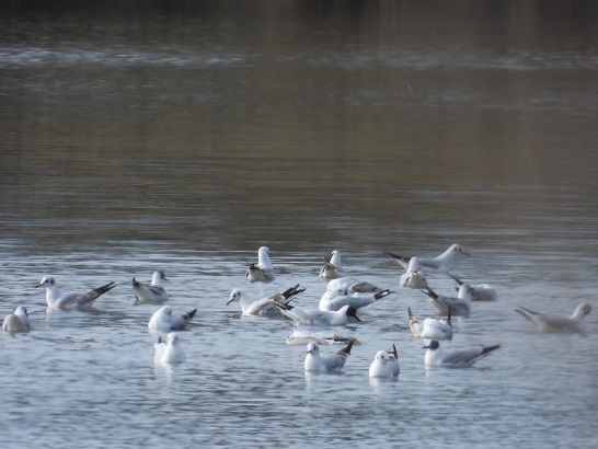 Un froid de canard
